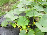 National Pickling Cucumber