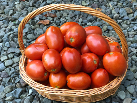 Roma Tomato