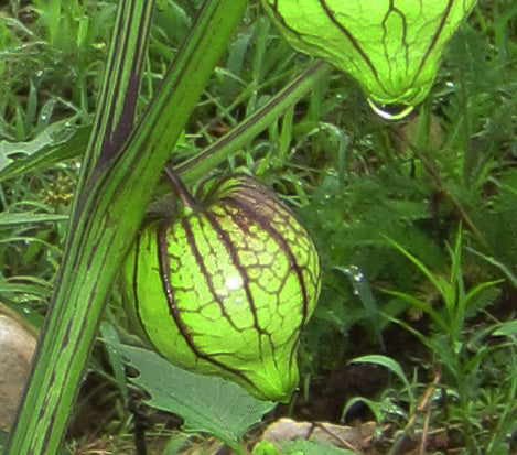 Tomatillo - Purple