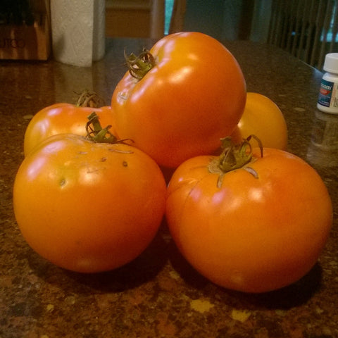 Sunset Orange Tomato