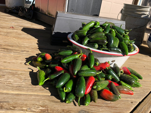 Early Jalapeño